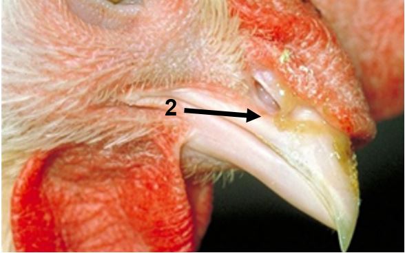 bird with nasal discharge